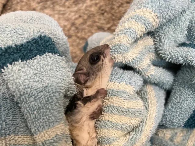 The image shows a baby flying squirrel curled up in a blue and white towel on the floor. The...