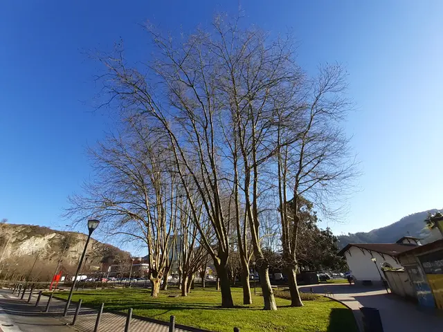 The image shows a park with trees in the middle of it, surrounded by grass, a road, light poles,...